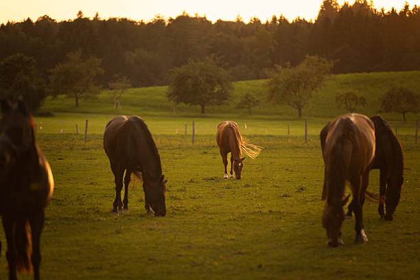 Beautiful landscape with feeding horse in farm at sunset. Schäftlarn / Munich - Germany.