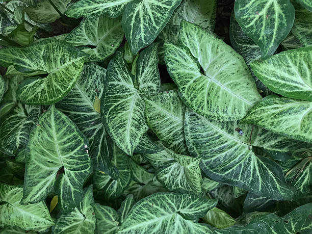 istock Syngonium 'Butterfly' - Syngonium angustatum 2230174449
