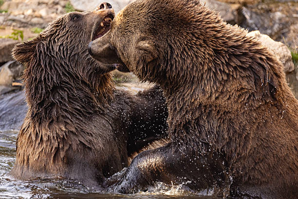 istock two Wild brown bear ,ursus arctos playing 2230174492