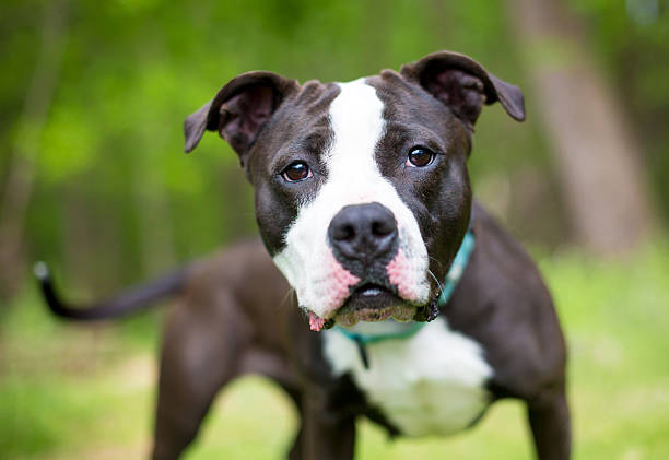 istock A Pit Bull Terrier mixed breed dog looking at the camera with a wide eyed expression 2230175239