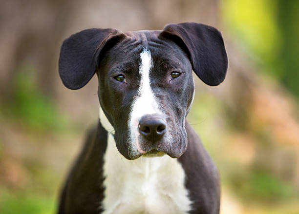 boerboel black puppy outdoors. The Boerboel is a South African breed of large dog of mastiff type, used as a family guard dog