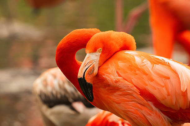flock of bright pink flamingos stand in a beautiful green pond closeup