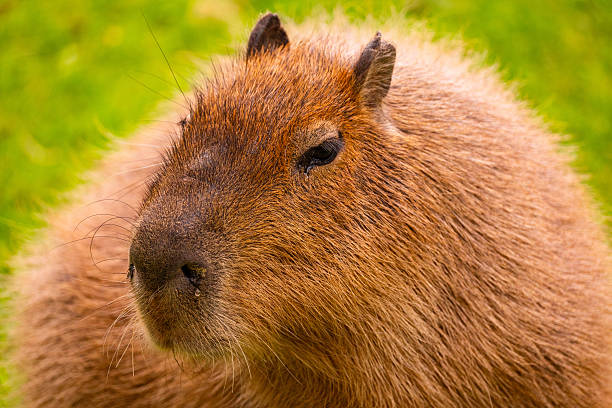 A capybara, a large rodent native to South America, sits outdoors in a park-like setting.  The capybara appears relaxed and calm, with its natural brown fur.  This photo captures the beauty and tranquility of wildlife in a natural environment.