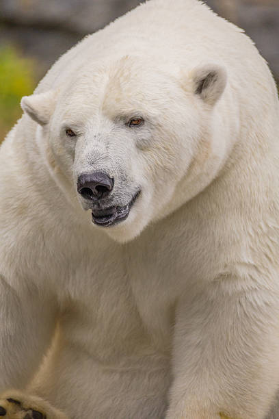 istock Majestic polar bear with thick white fur, showcasing strength 2230175642