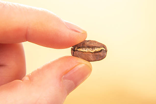 istock close-up of a hand holding a single roasted coffee bean, split open to reveal its texture, against a soft beige background. Perfect for coffee-related themes. 2230176004