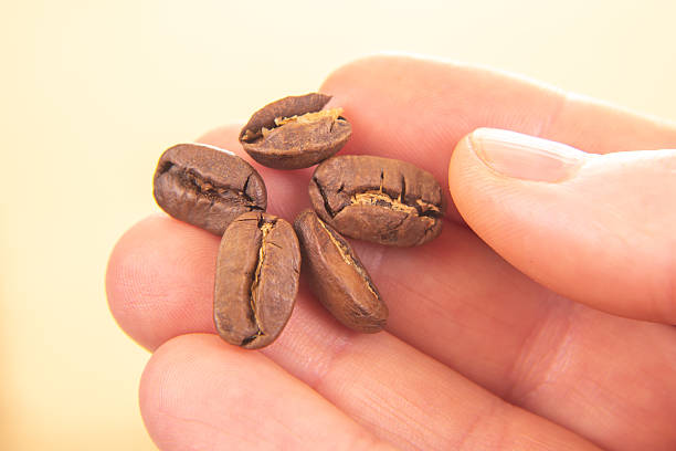 istock natural close-up of a hand with a split roasted coffee bean, set against a soft beige background. Highlights the organic beauty of coffee, ideal for agriculture or natural food themes. 2230176357