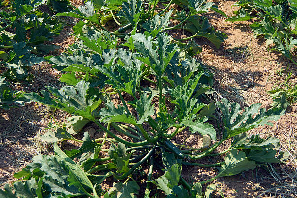 istock Zucchini plant growing in a field. 2230178616