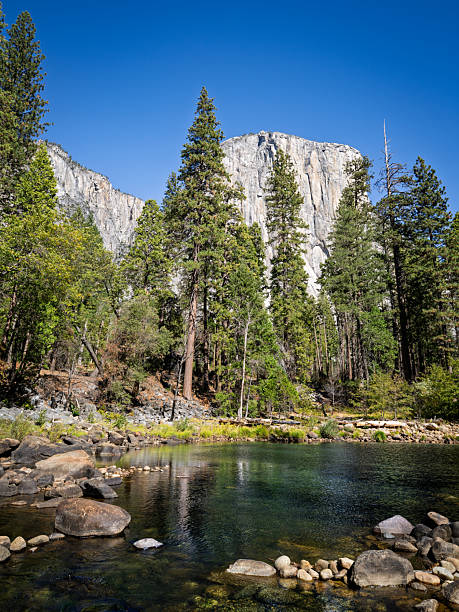 Scenic view of El Capitan, a massive granite monolith, rising above the Merced River in Yosemite National Park, California, on a clear autumn day. The calm river reflects the surrounding pine trees and rugged cliffs, with rocky shores adding texture to the tranquil landscape.