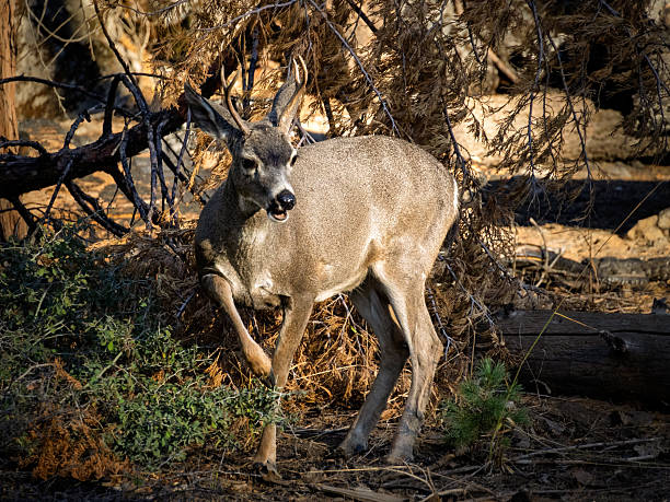 istock Mule Deer in Yosemite National Park 2230179004