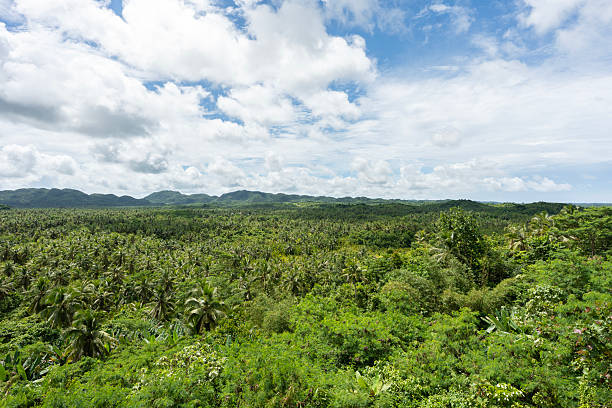 Scenic view of a dense tropical forest covering the landscape of siargao island in the philippines, under a cloudy sky creating a vibrant and serene atmosphere