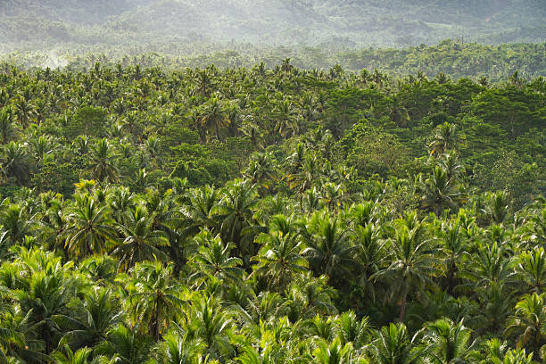African tropical rainforest. Jozani forest at Zanzibar, Tanzania