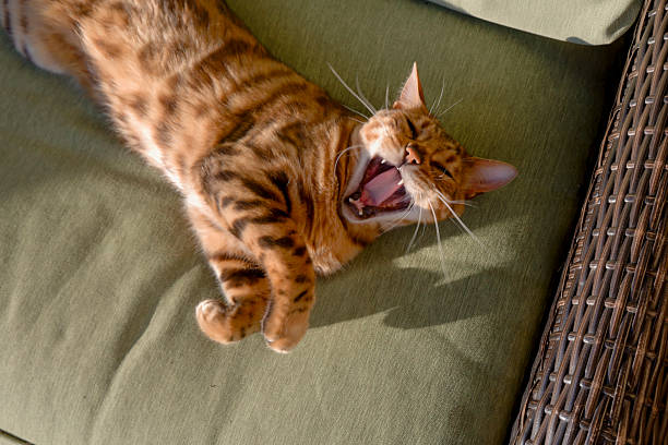 Bengal cat relaxes on outdoor sofa and yawns