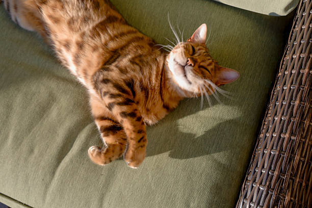 Bengal cat relaxes on outdoor sofa, makes funny face