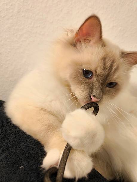 istock Playful Birman kitten with blue eyes playing with a toy 2230181029