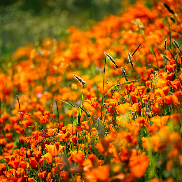 California poppy, Eschscholzia californica