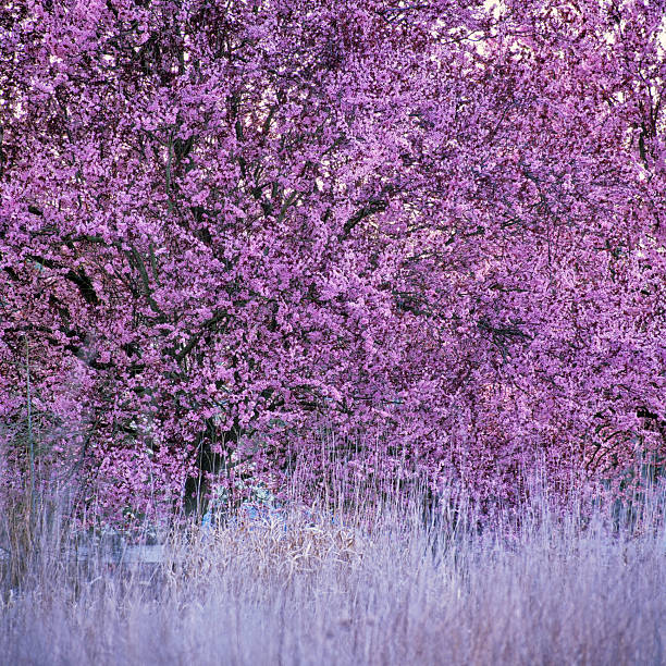 Farm with spring blossoming trees found on the Saanich Peninsula on Vancouver Island, British Columbia