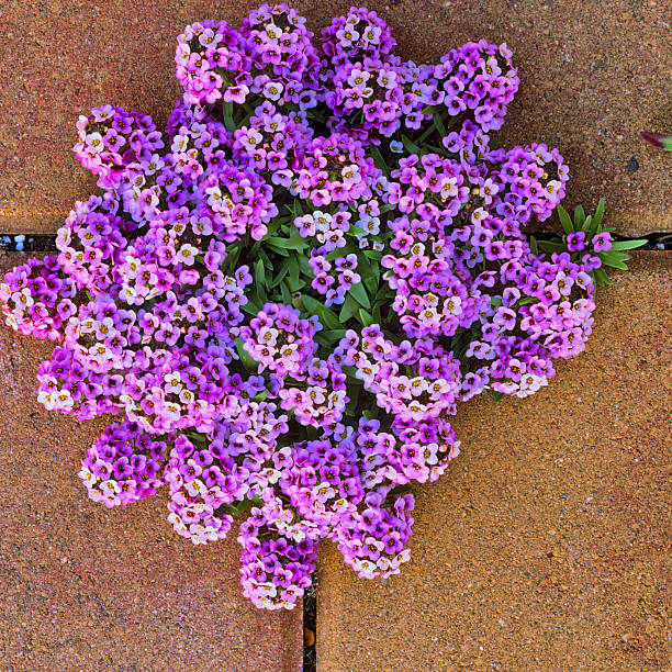 Wildflowers growing through paving stones found on the Saanich Peninsula on Vancouver Island, British Columbia