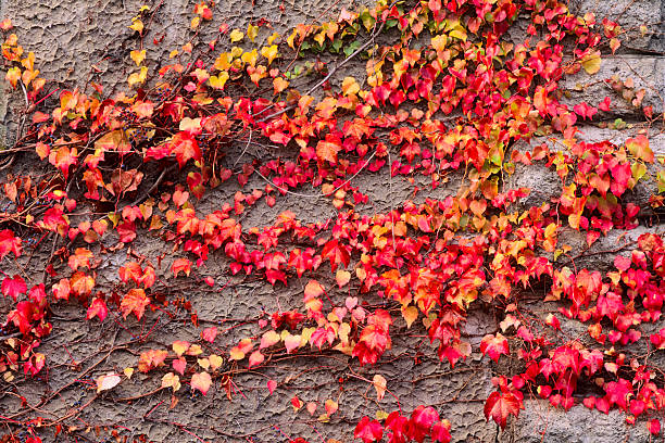 Rustic vine covered wall found on the Saanich Peninsula on Vancouver Island, British Columbia