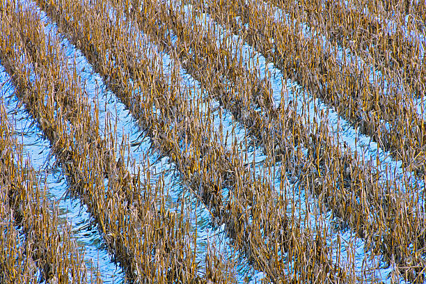 Farm found on the Saanich Peninsula during a snowfall on Vancouver Island, British Columbia