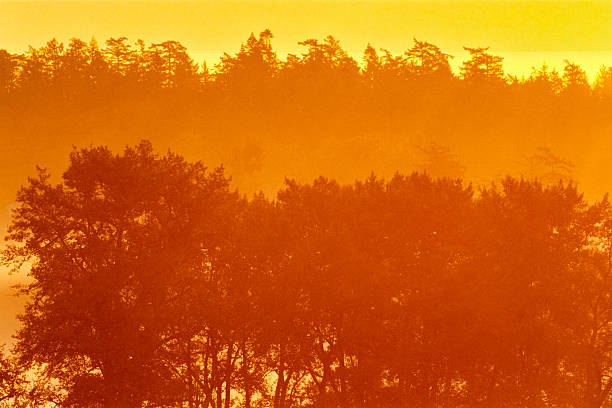 Forest on the Saanich Peninsula on Vancouver Island, British Columbia