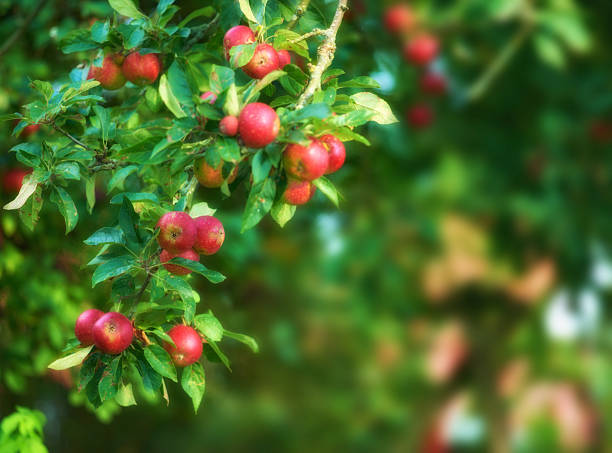 Apples on a three early on the morning