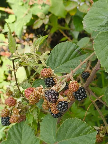 istock Ripe and Unripe Blackberries on a Bramble Bush 2230187577