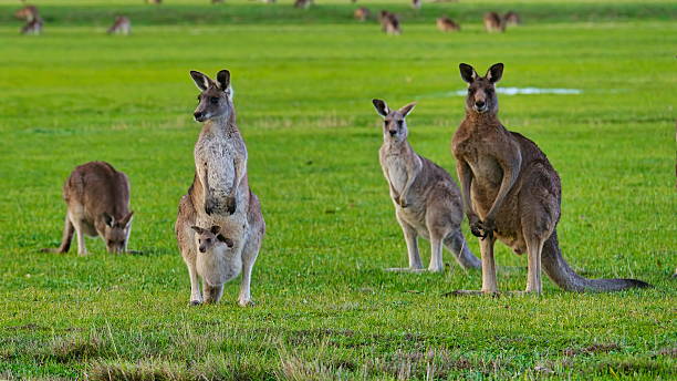 istock Joey visible in pouch as kangaroos gather on field 2230188569