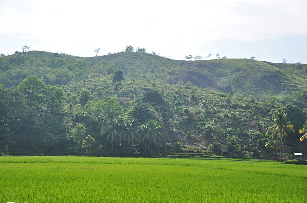 istock Landscape of Green paddy field 2230188995