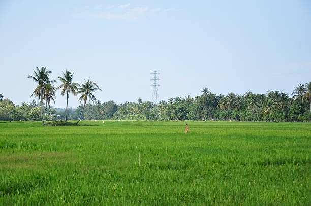 istock Landscape of Green paddy field 2230189421