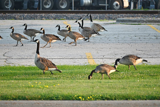 Geese on the Parking Lot