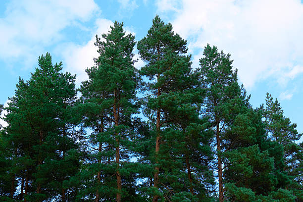 Green pine trees stand majestically against a clear blue sky filled with clouds