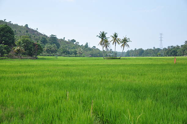 istock Landscape of Green paddy field 2230190690