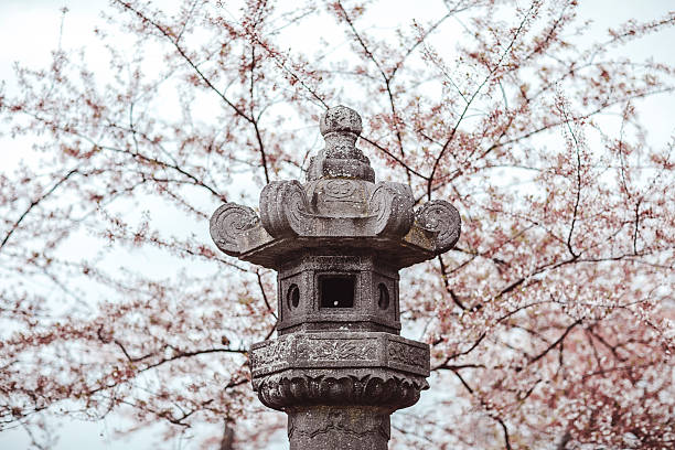 istock Cherry Blossoms in Washington, D.C. 2230193546