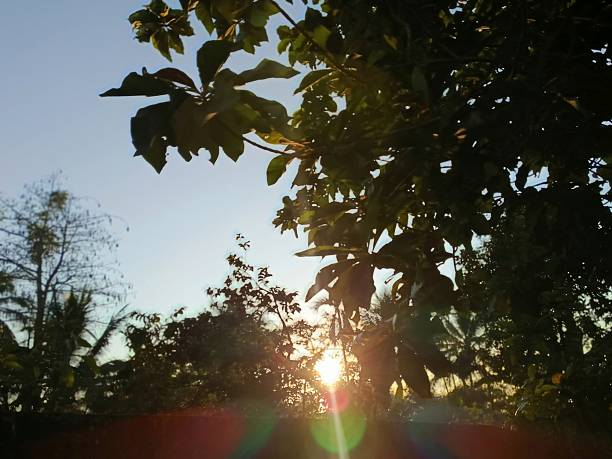 Sunlight peeking through green leaves in the trees.