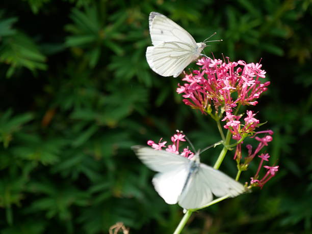 Spring day in a field: Pieris rapae on top of a Cardamine pratenis flower head.