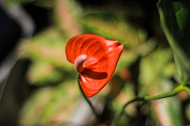 Macro shot of a vibrant red Anthurium flower, also known as laceleaf or flamingo flower, captured in natural sunlight with a soft, blurred green background.