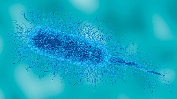 Vibrio vulnificus bacterium in detailed microscopic view. This pathogen causes necrotizing fasciitis. 3D illustration Vibrio vulnificus bacterium in detailed microscopic view. This pathogen causes necrotizing fasciitis. 3D illustration. Medical microbiology. fournier gangrene stock pictures, royalty-free photos & images