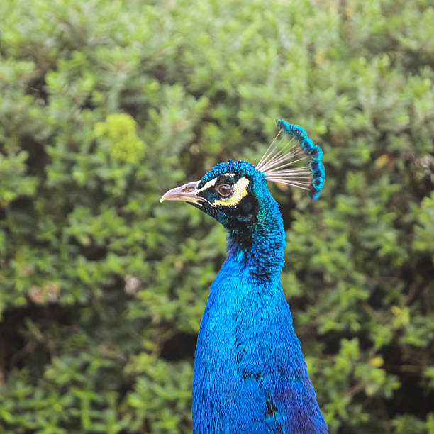 istock Majestic peacock with fabulous blue and red colours 2230203320