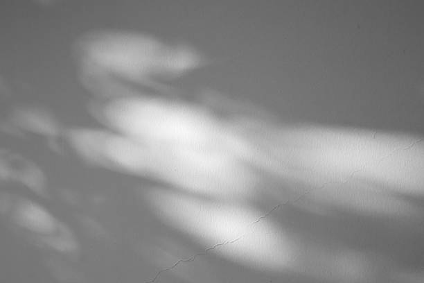 istock Abstract natural tree branch leaves shadow on white wall background 2230204761