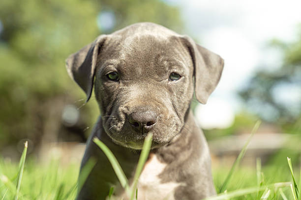 istock Dog with leash looking up at owner, captured in natural sunlight. 2230206238