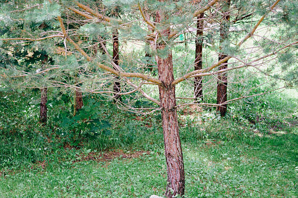 Trees, primarily evergreen varieties, rise from a grassy forest floor in a dense woodland area, filled with various plants and foliage.