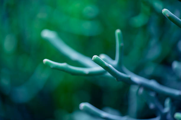Pine or Casuarina junghuhniana Small green leafed pine
Beautiful pine branches. Close-up of pine branches with new young shoots.