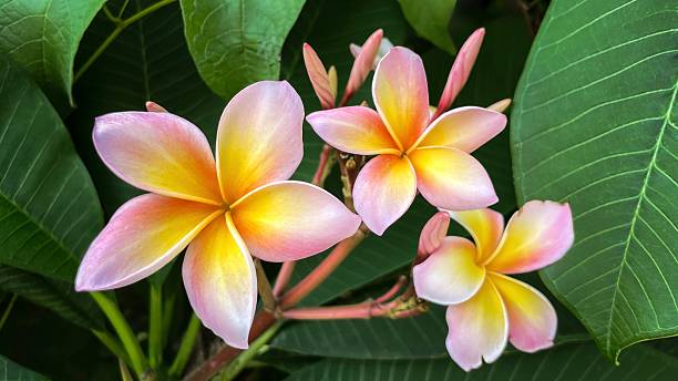 istock Frangipani flowers on green leaves background 2230213876