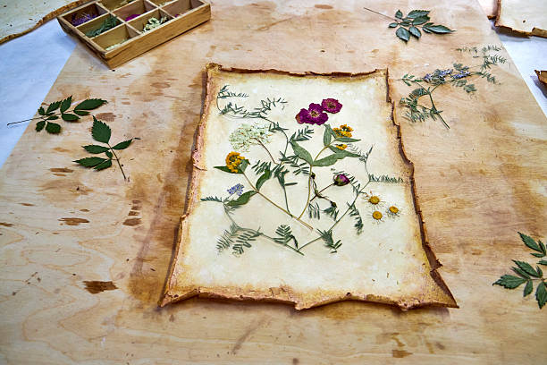 istock A creative herbarium project showing the full process of preserving and arranging pressed flowers on handmade paper, from storage in a wooden box to artistic botanical compositions for decor and craft 2230214296