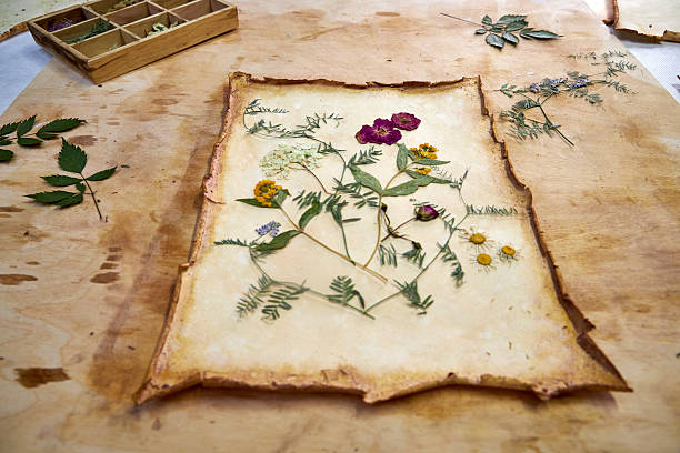 istock A creative herbarium project showing the full process of preserving and arranging pressed flowers on handmade paper, from storage in a wooden box to artistic botanical compositions for decor and craft 2230214299