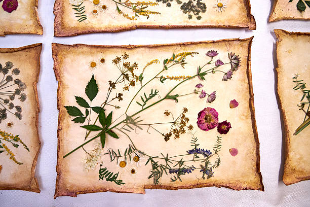 istock A creative herbarium project showing the full process of preserving and arranging pressed flowers on handmade paper, from storage in a wooden box to artistic botanical compositions for decor and craft 2230214436