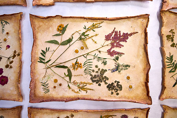 istock A creative herbarium project showing the full process of preserving and arranging pressed flowers on handmade paper, from storage in a wooden box to artistic botanical compositions for decor and craft 2230214452