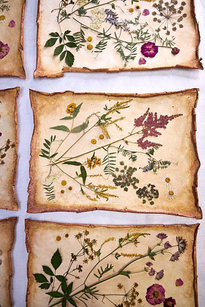 istock A creative herbarium project showing the full process of preserving and arranging pressed flowers on handmade paper, from storage in a wooden box to artistic botanical compositions for decor and craft 2230214454