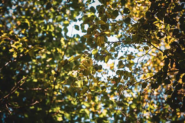 istock Close-up of lush green tree leaves illuminated by sunlight 2230214965