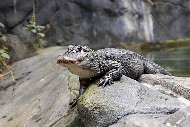 istock The Chinese alligator (Alligator sinensis) crawls on a rock 2230215439